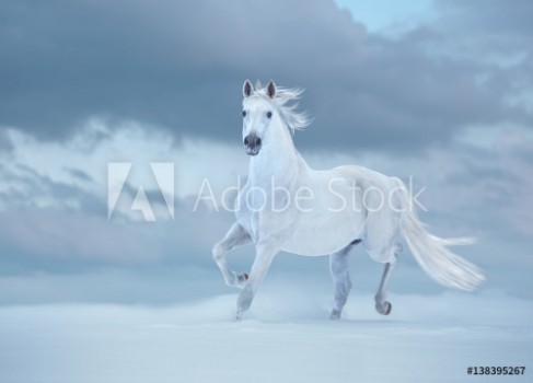 Picture of White horse runs on snow on sky background